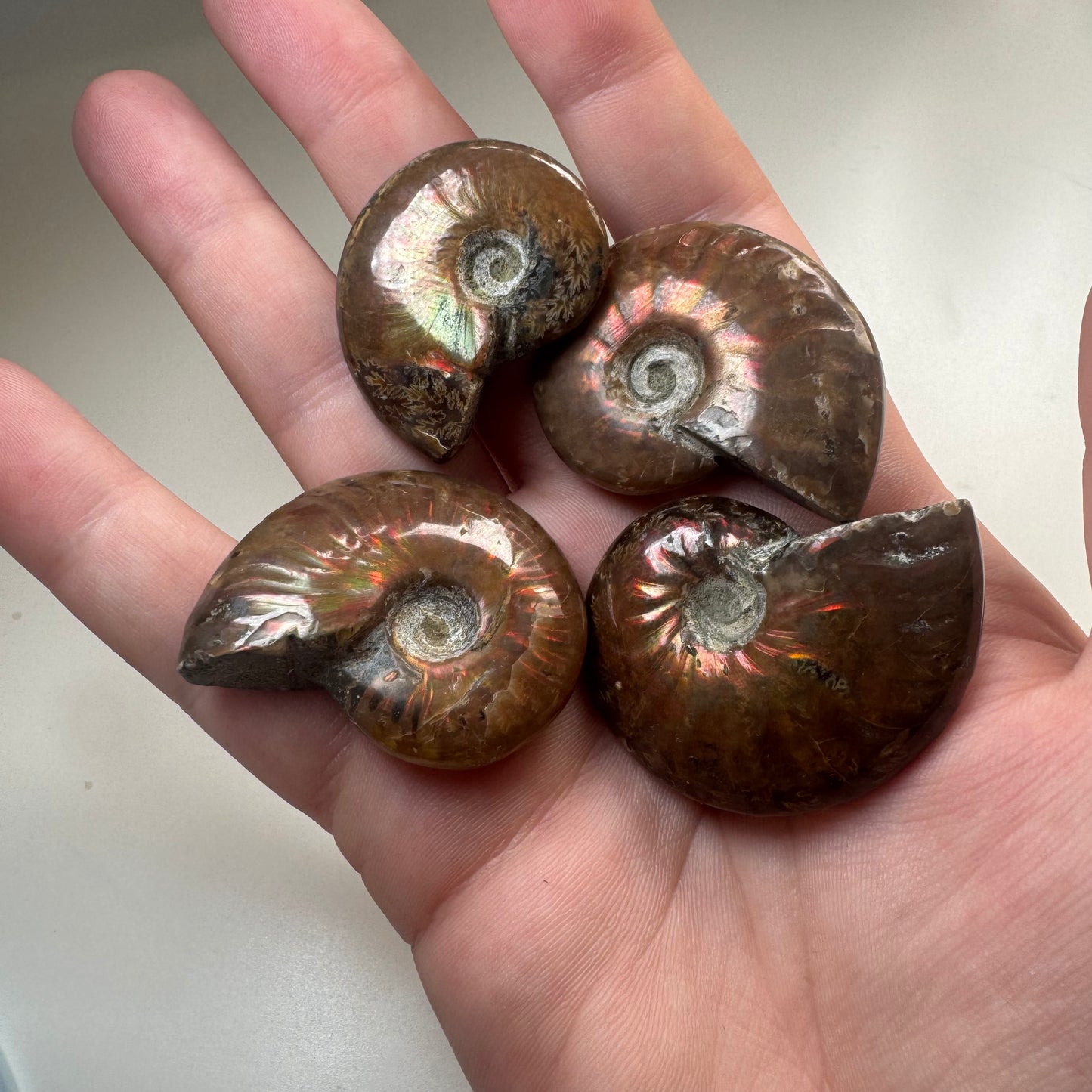 iridescent ammonite fossil